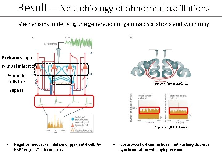Result – Neurobiology of abnormal oscillations Mechanisms underlying the generation of gamma oscillations and