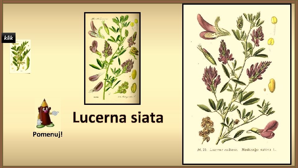 klik Lucerna siata Pomenuj! 