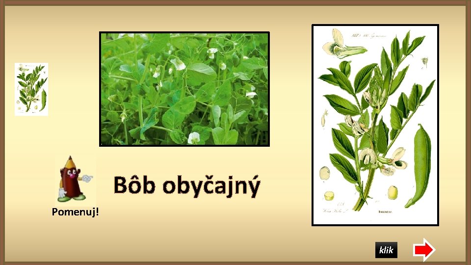 Bôb obyčajný Pomenuj! klik 