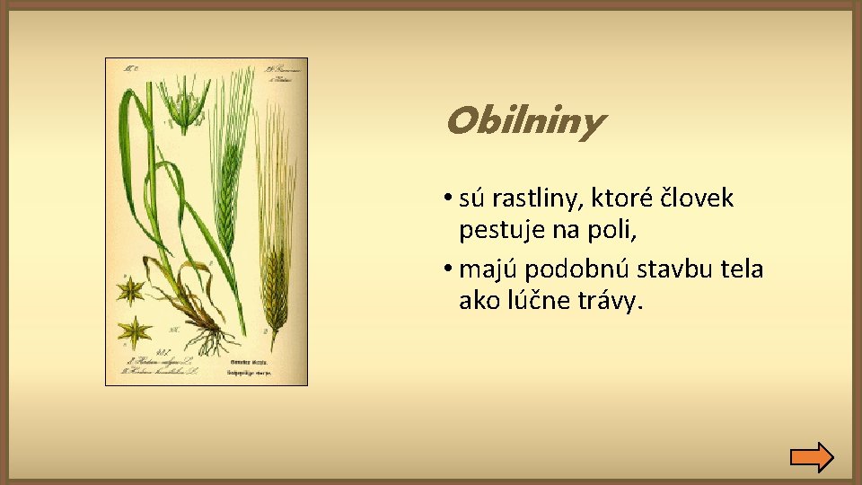 Obilniny • sú rastliny, ktoré človek pestuje na poli, • majú podobnú stavbu tela