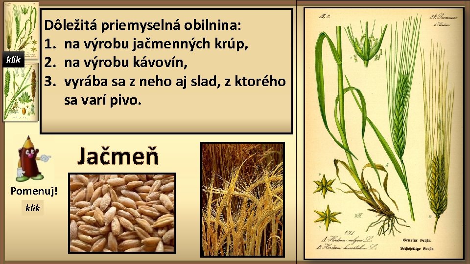 Dôležitá priemyselná obilnina: 1. na výrobu jačmenných krúp, 2. na výrobu kávovín, 3. vyrába