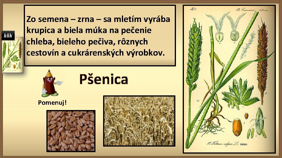 klik Zo semena – zrna – sa mletím vyrába krupica a biela múka na
