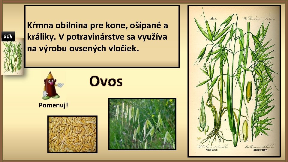 klik Kŕmna obilnina pre kone, ošípané a králiky. V potravinárstve sa využíva na výrobu