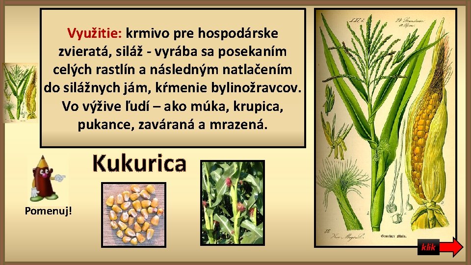 Využitie: krmivo pre hospodárske zvieratá, siláž - vyrába sa posekaním celých rastlín a následným