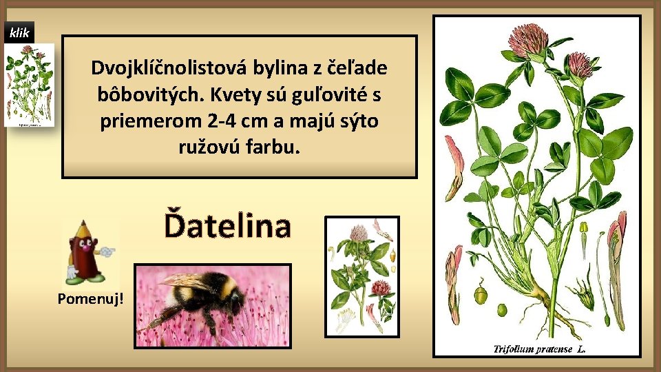 klik Dvojklíčnolistová bylina z čeľade bôbovitých. Kvety sú guľovité s priemerom 2 -4 cm