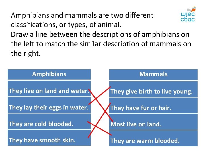 Amphibians and mammals are two different classifications, or types, of animal. Draw a line