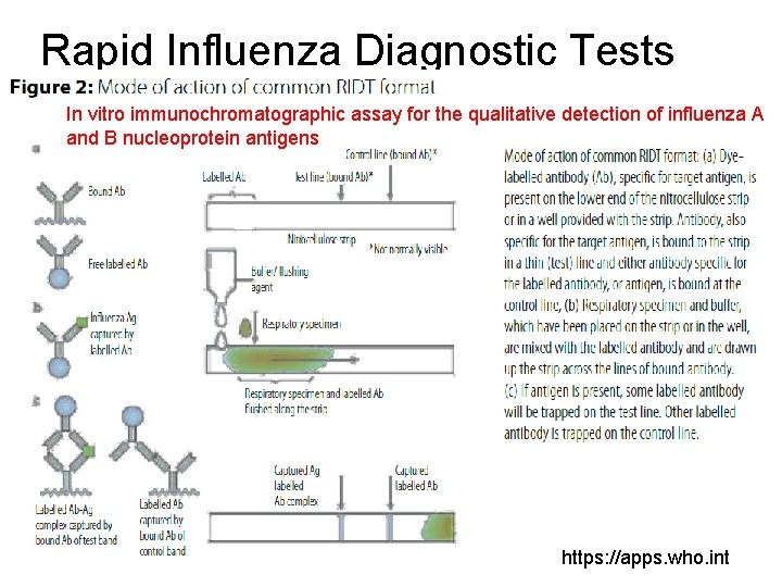 Rapid Influenza Diagnostic Tests In vitro immunochromatographic assay for the qualitative detection of influenza