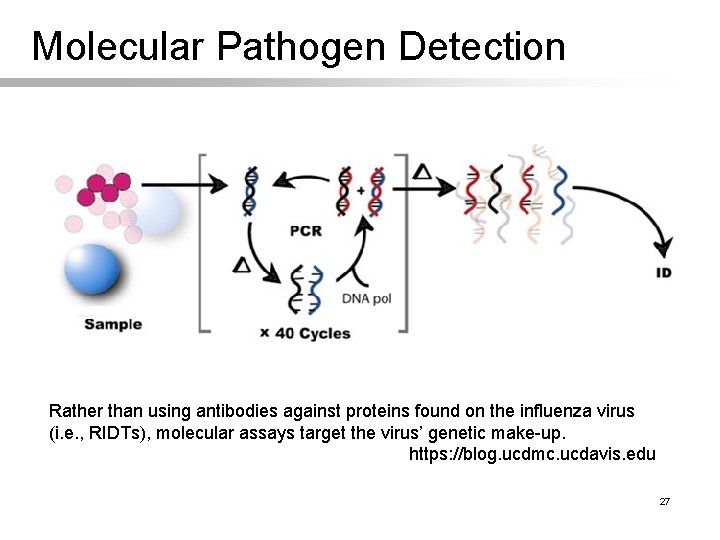 Molecular Pathogen Detection Rather than using antibodies against proteins found on the influenza virus