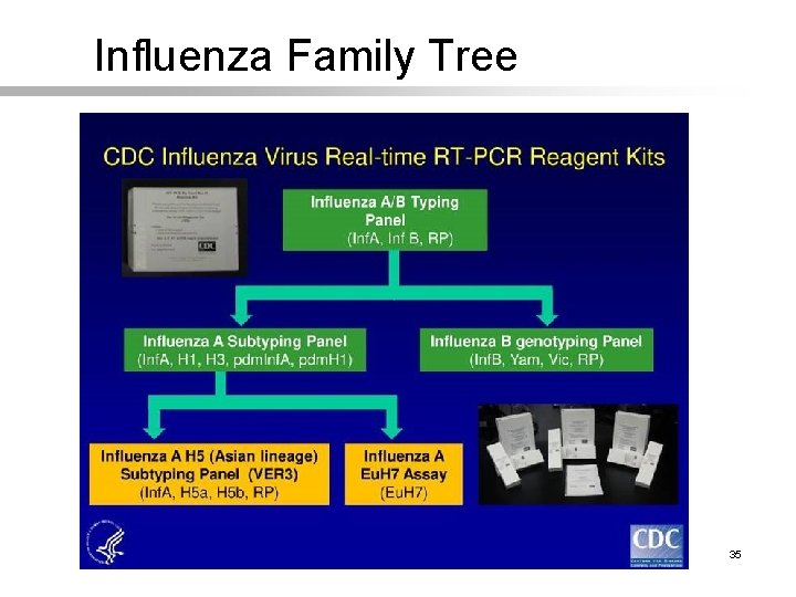 Influenza Family Tree 35 