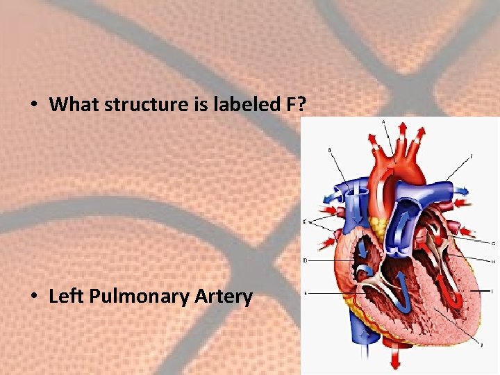  • What structure is labeled F? • Left Pulmonary Artery 