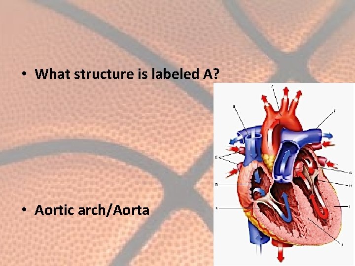  • What structure is labeled A? • Aortic arch/Aorta 