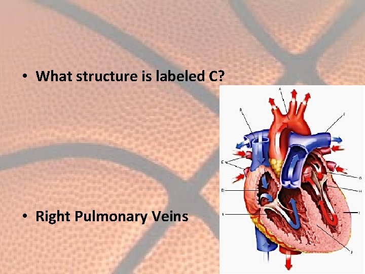  • What structure is labeled C? • Right Pulmonary Veins 