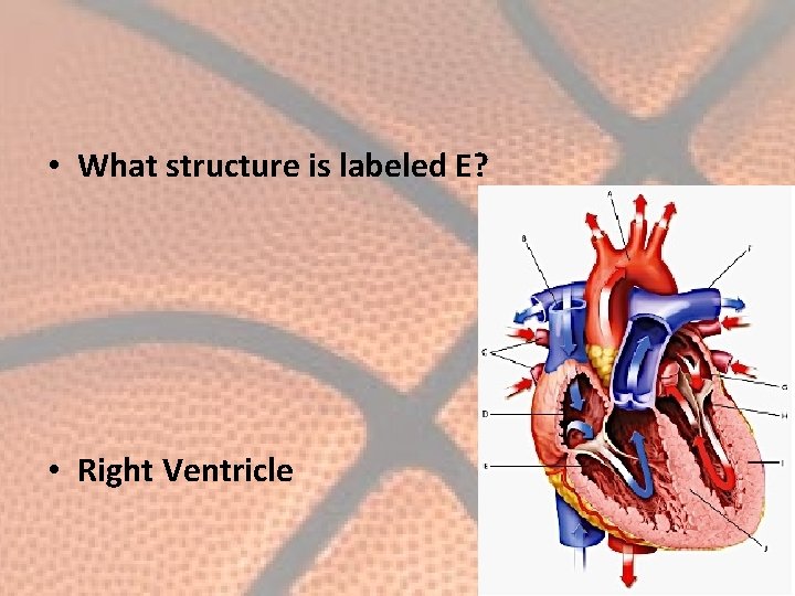  • What structure is labeled E? • Right Ventricle 