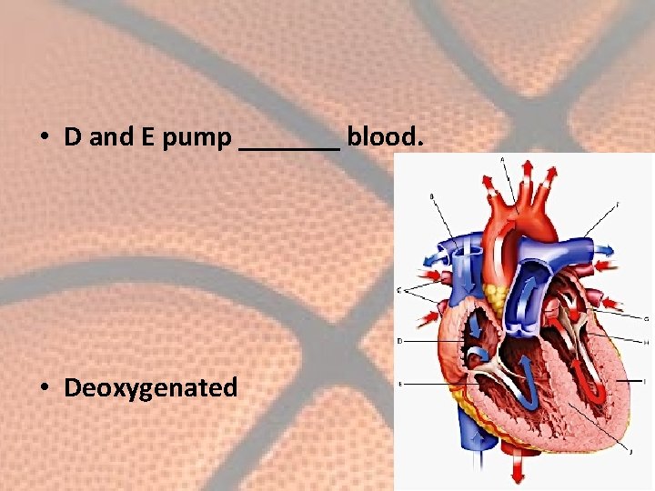  • D and E pump _______ blood. • Deoxygenated 