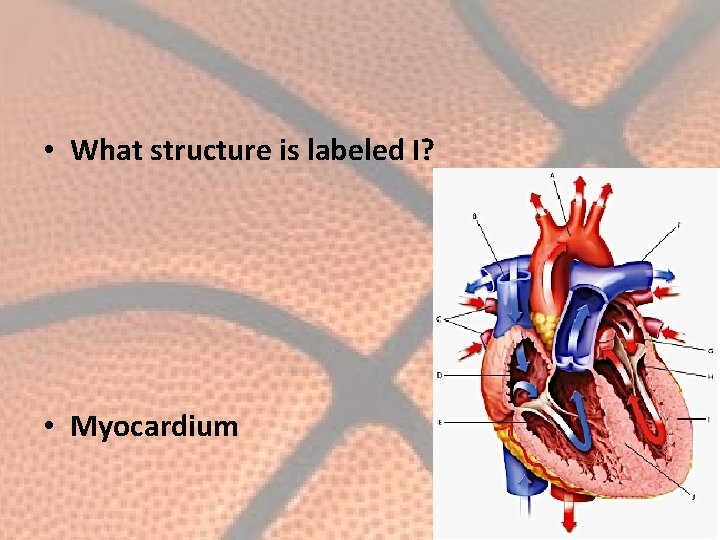  • What structure is labeled I? • Myocardium 