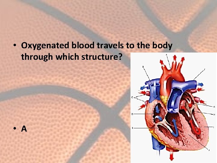  • Oxygenated blood travels to the body through which structure? • A 