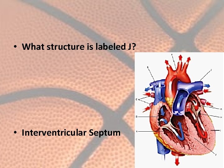  • What structure is labeled J? • Interventricular Septum 