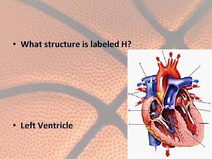  • What structure is labeled H? • Left Ventricle 