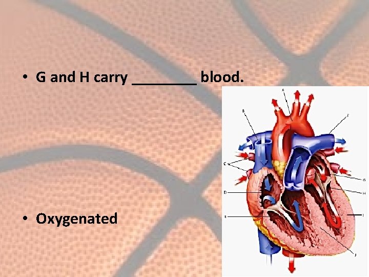  • G and H carry ____ blood. • Oxygenated 