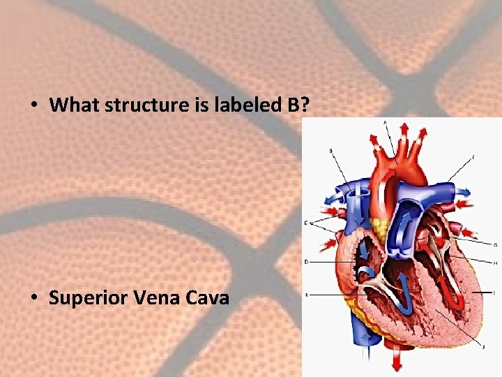  • What structure is labeled B? • Superior Vena Cava 