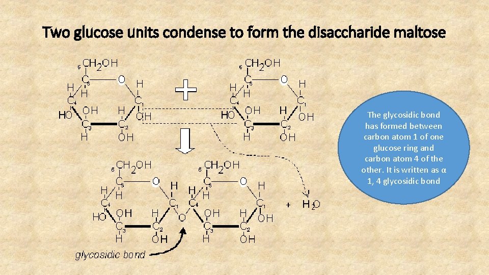 Two glucose units condense to form the disaccharide maltose The glycosidic bond has formed