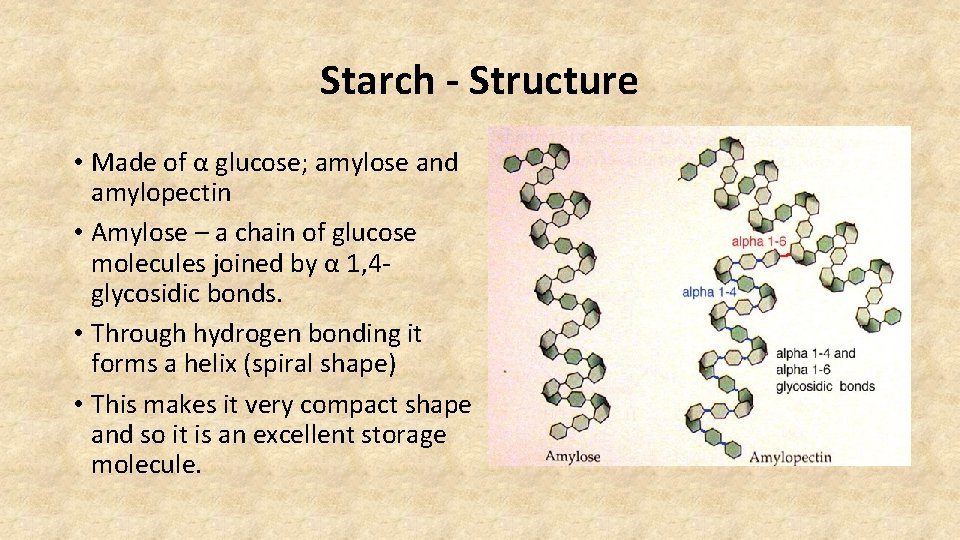 Starch - Structure • Made of α glucose; amylose and amylopectin • Amylose –