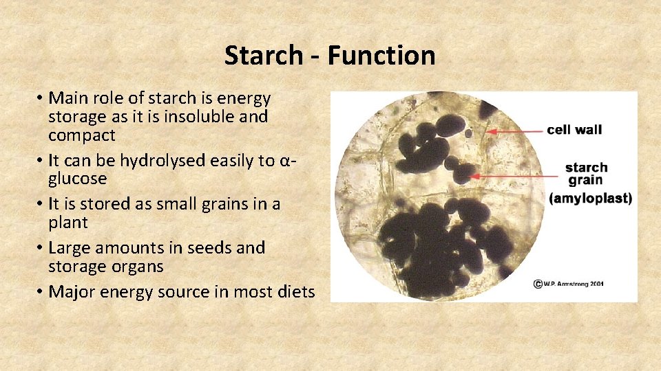 Starch - Function • Main role of starch is energy storage as it is