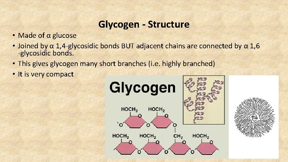 Glycogen - Structure • Made of α glucose • Joined by α 1, 4