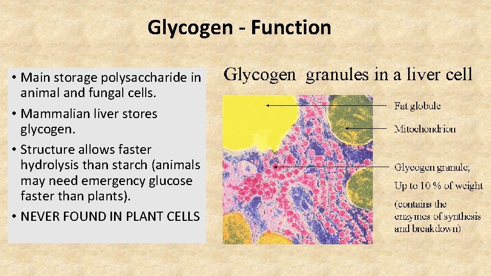 Glycogen - Function • Main storage polysaccharide in animal and fungal cells. • Mammalian