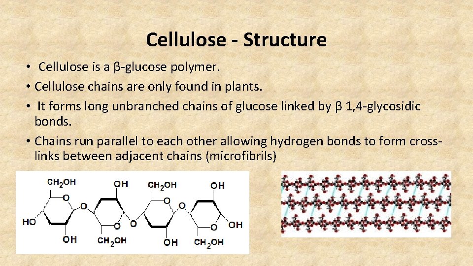 Cellulose - Structure • Cellulose is a β-glucose polymer. • Cellulose chains are only