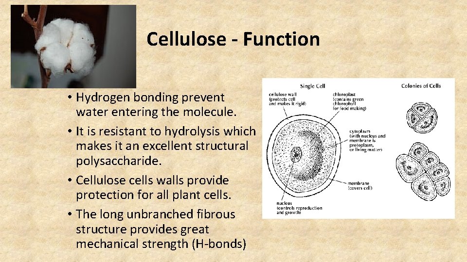 Cellulose - Function • Hydrogen bonding prevent water entering the molecule. • It is