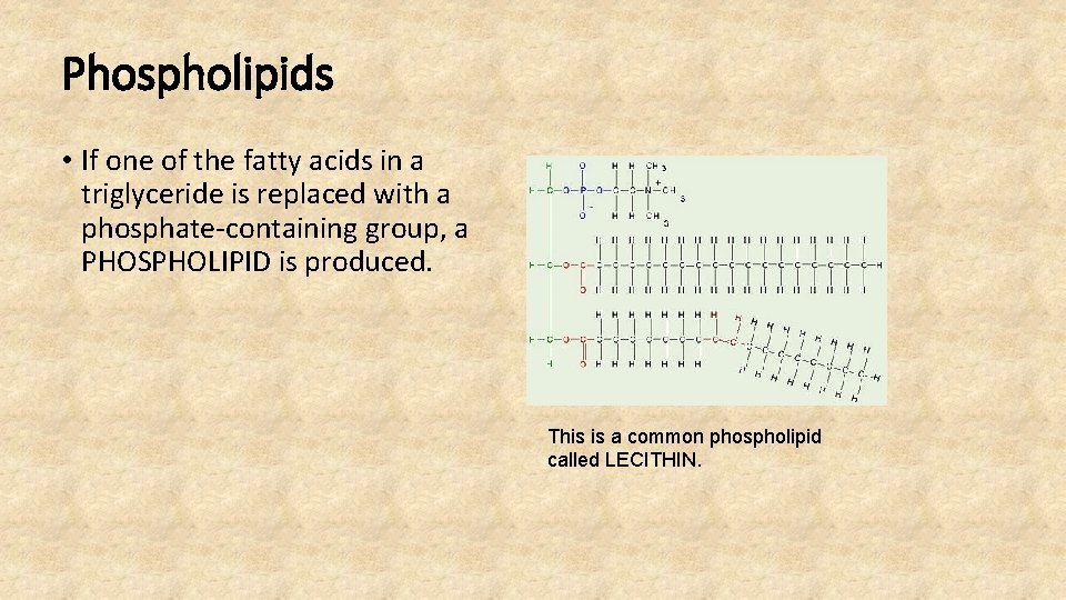 Phospholipids • If one of the fatty acids in a triglyceride is replaced with