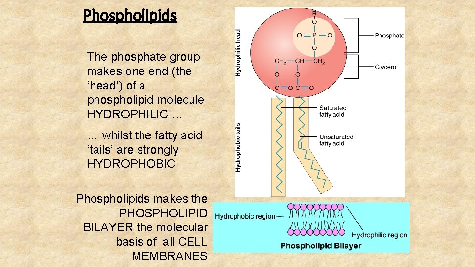 Phospholipids The phosphate group makes one end (the ‘head’) of a phospholipid molecule HYDROPHILIC