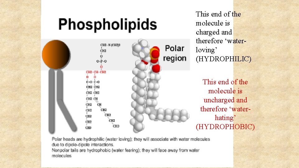 This end of the molecule is charged and therefore ‘waterloving’ (HYDROPHILIC) This end of