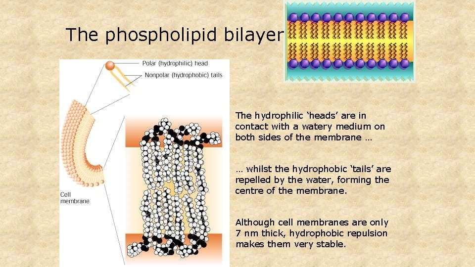 The phospholipid bilayer The hydrophilic ‘heads’ are in contact with a watery medium on
