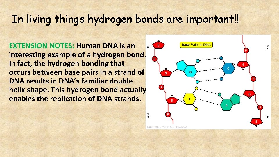 In living things hydrogen bonds are important!! EXTENSION NOTES: Human DNA is an interesting