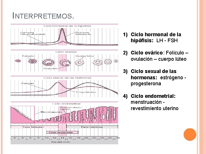 INTERPRETEMOS. 1) Ciclo hormonal de la hipófisis: LH - FSH 2) Ciclo ovárico: Folículo