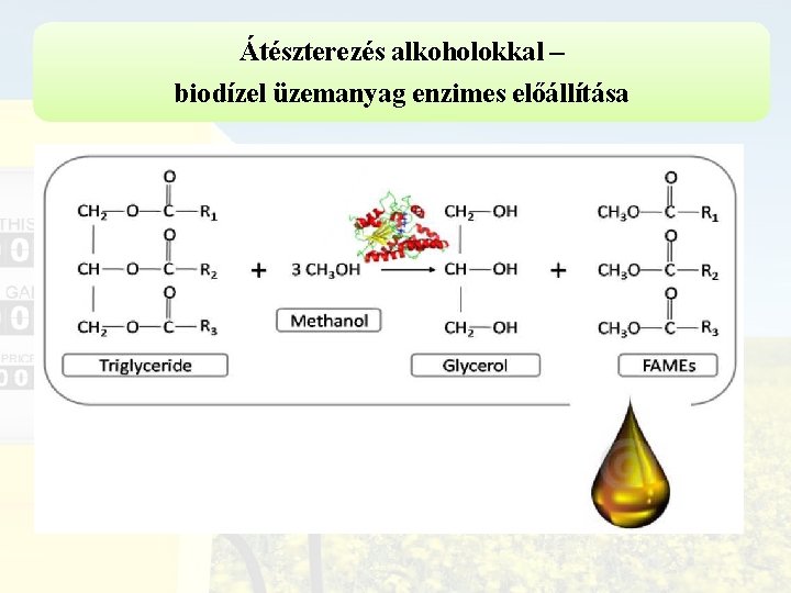 Átészterezés alkoholokkal – biodízel üzemanyag enzimes előállítása 