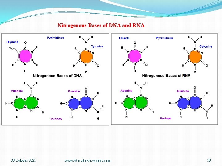 Nitrogenous Bases of DNA and RNA 30 October 2021 www. hbmahesh. weebly. com 10