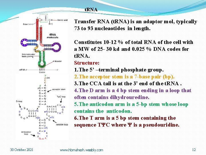t. RNA Transfer RNA (t. RNA) is an adaptor mol, typically 73 to 93