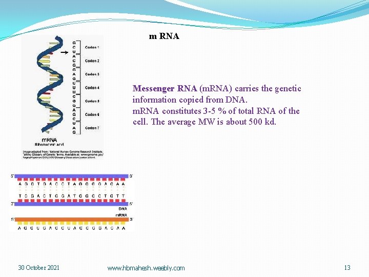 m RNA Messenger RNA (m. RNA) carries the genetic information copied from DNA. m.