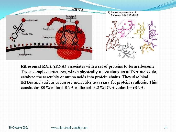 r. RNA Ribosomal RNA (r. RNA) associates with a set of proteins to form