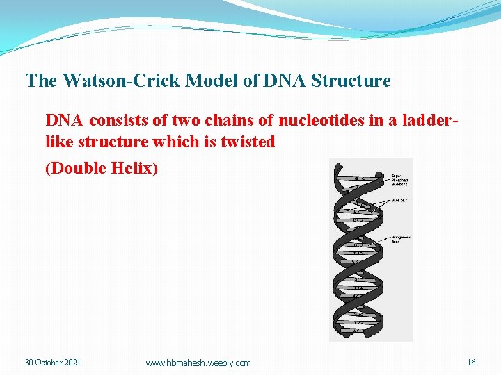 The Watson-Crick Model of DNA Structure DNA consists of two chains of nucleotides in