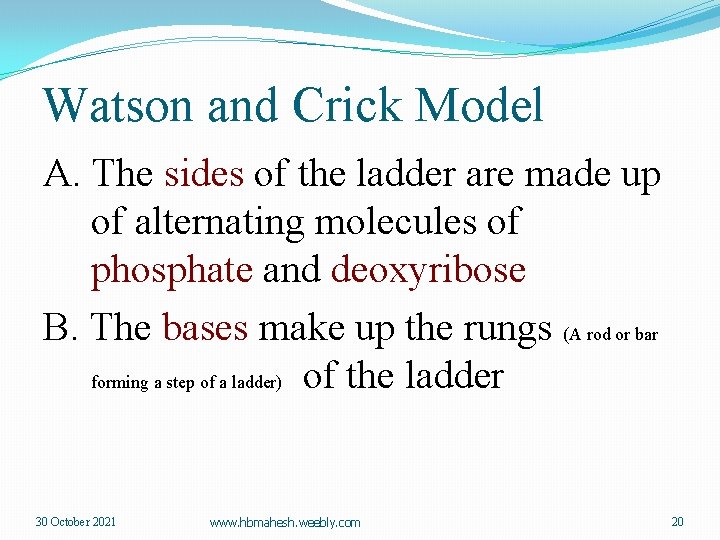Watson and Crick Model A. The sides of the ladder are made up of