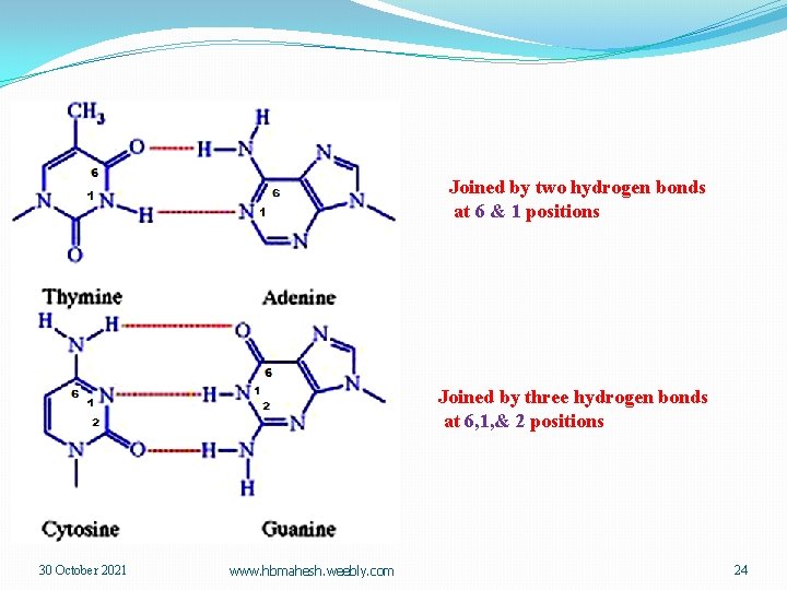 Joined by two hydrogen bonds at 6 & 1 positions Joined by three hydrogen