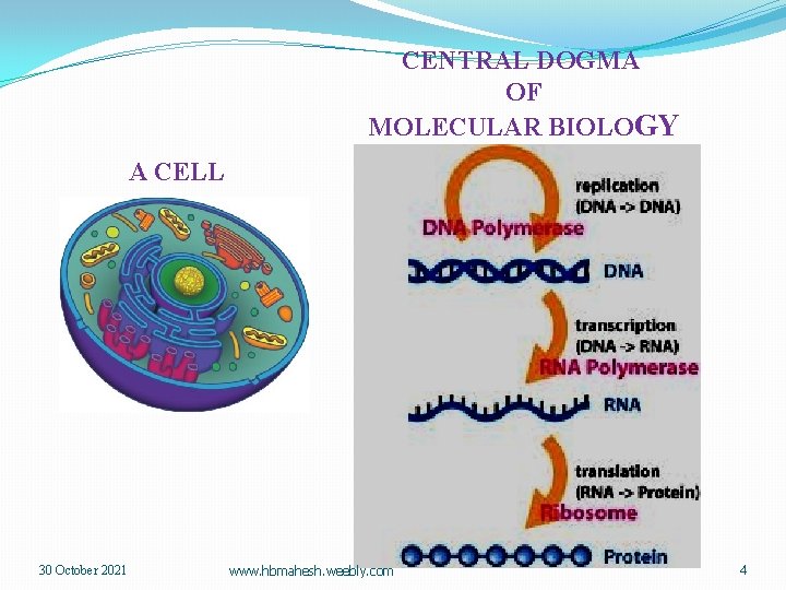 CENTRAL DOGMA OF MOLECULAR BIOLOGY A CELL 30 October 2021 www. hbmahesh. weebly. com