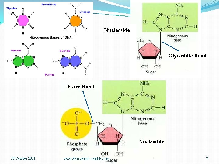 Nucleoside Glycosidic Bond Ester Bond Nucleotide 30 October 2021 www. hbmahesh. weebly. com 7