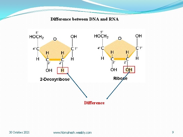 Difference between DNA and RNA Difference 30 October 2021 www. hbmahesh. weebly. com 9