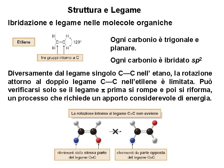 Struttura e Legame Ibridazione e legame nelle molecole organiche Ogni carbonio è trigonale e