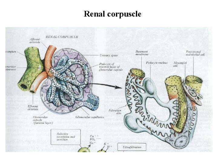 Renal corpuscle 